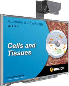 Picture of Anatomy & Physiology